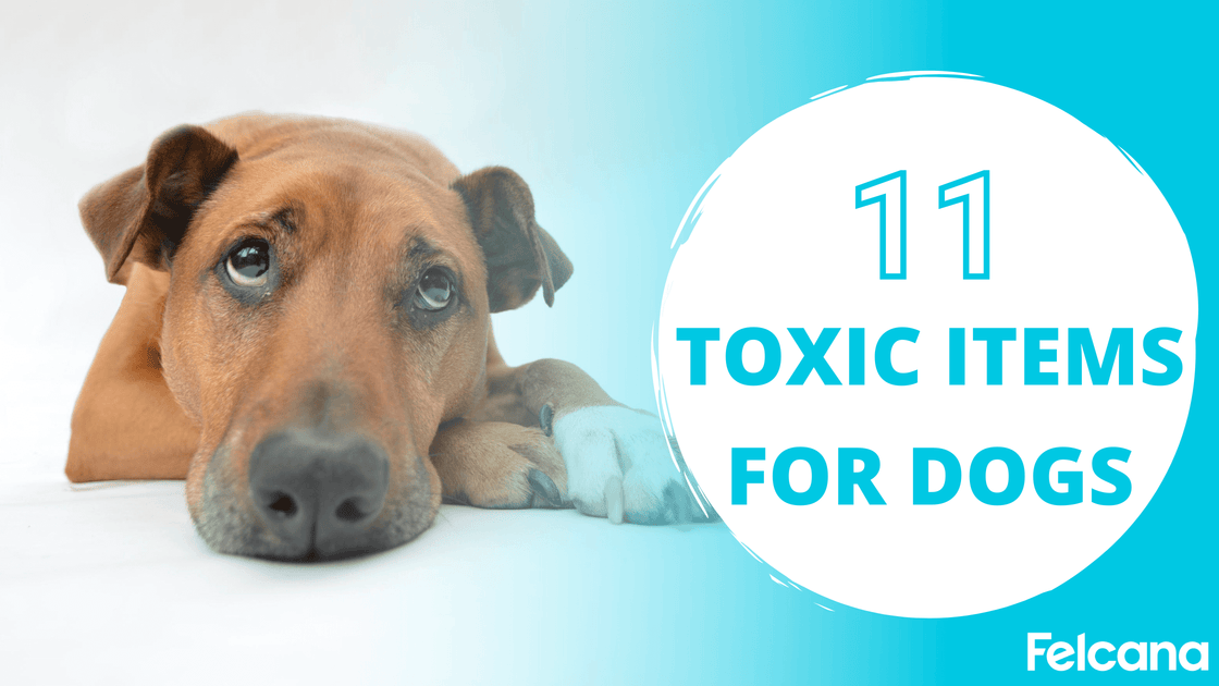 Top 11 Common Household Items Toxic to Dogs 2022 Felcana