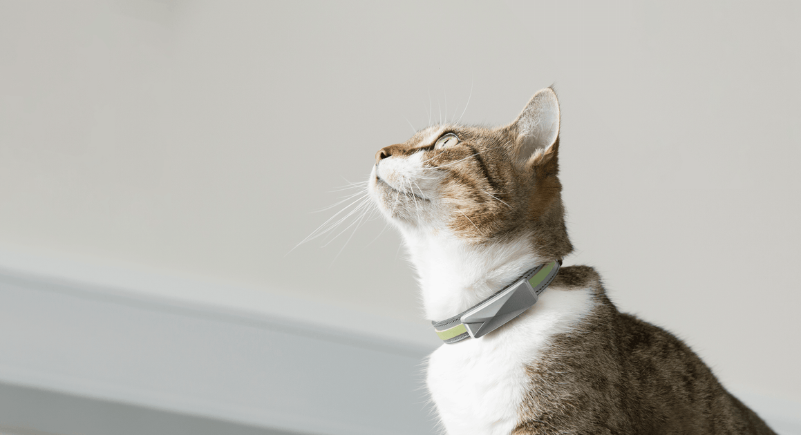 Do Cats Hate Collars: Surprising Truths Every Owner Should Know